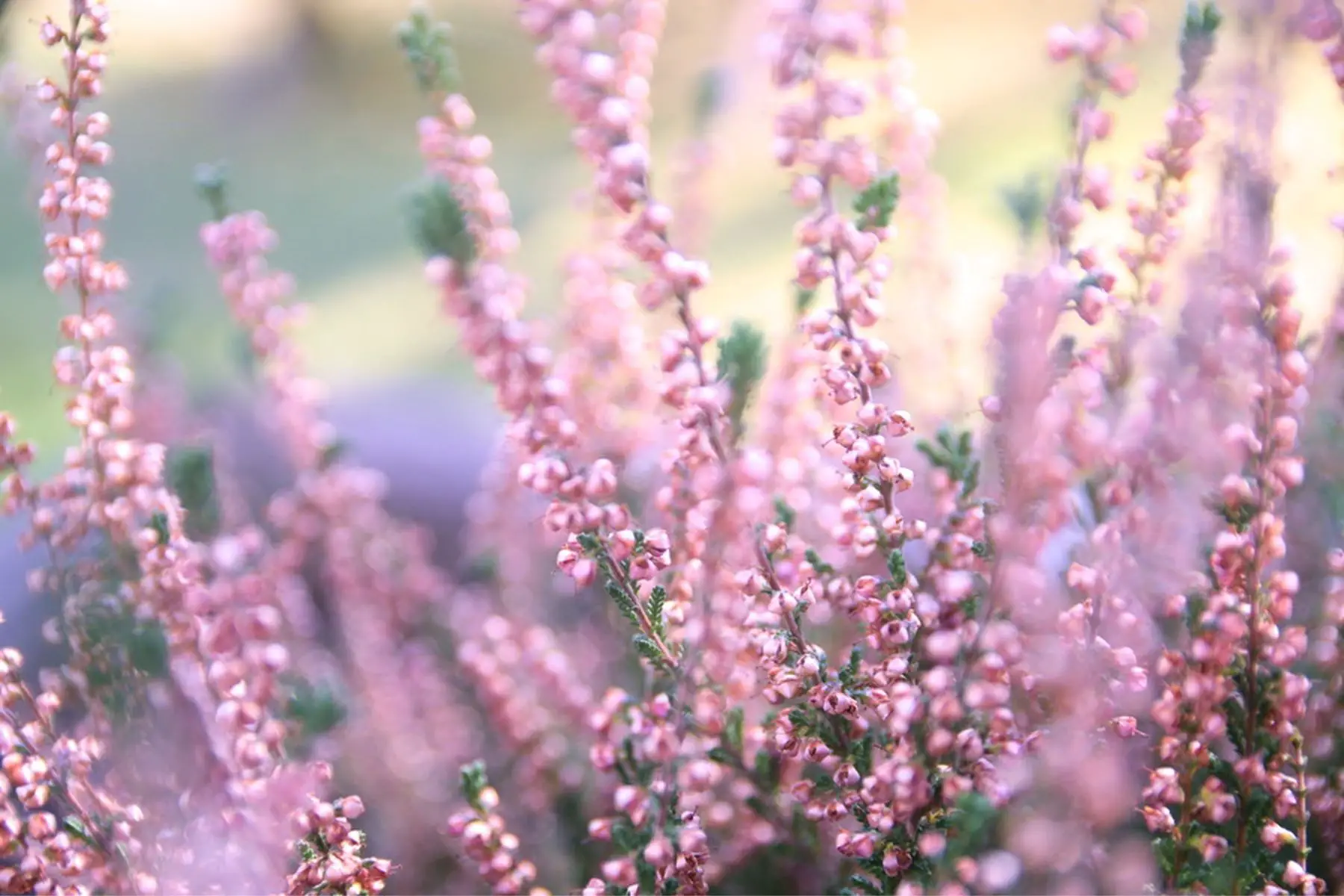 pink heather plant