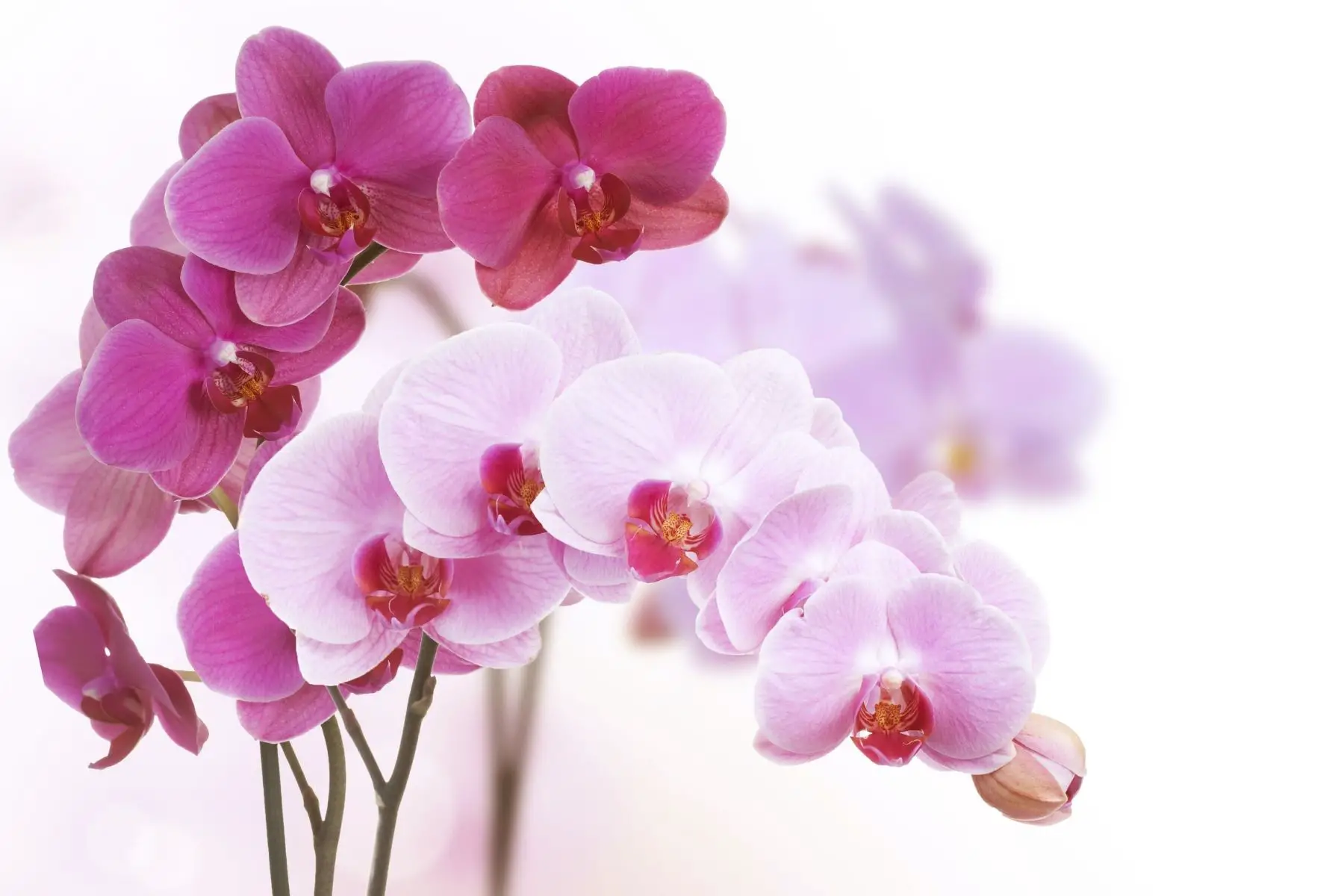 orchid flowers bloomed