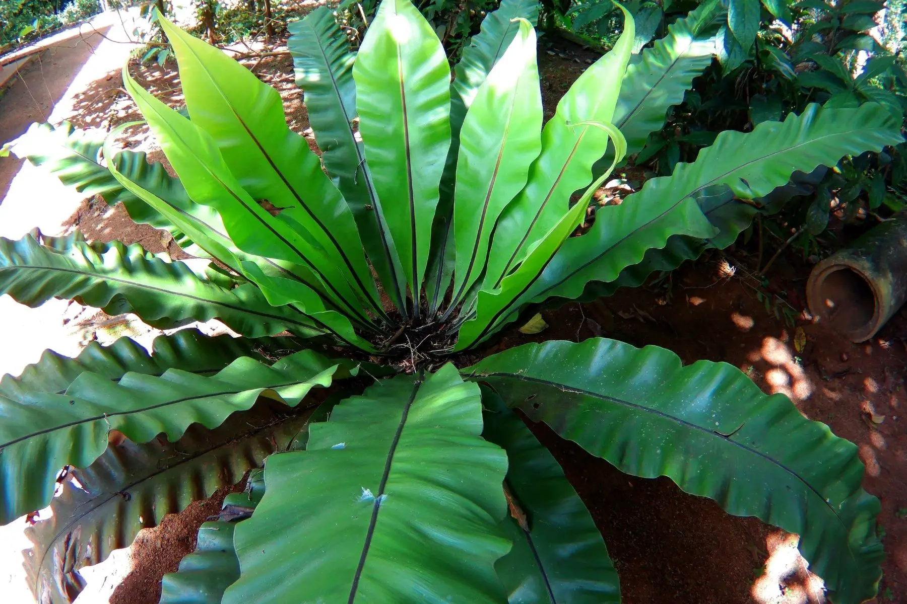 plant with big foliage outdoors