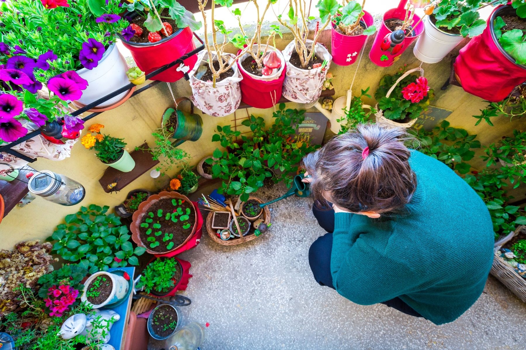 Plants in balcony