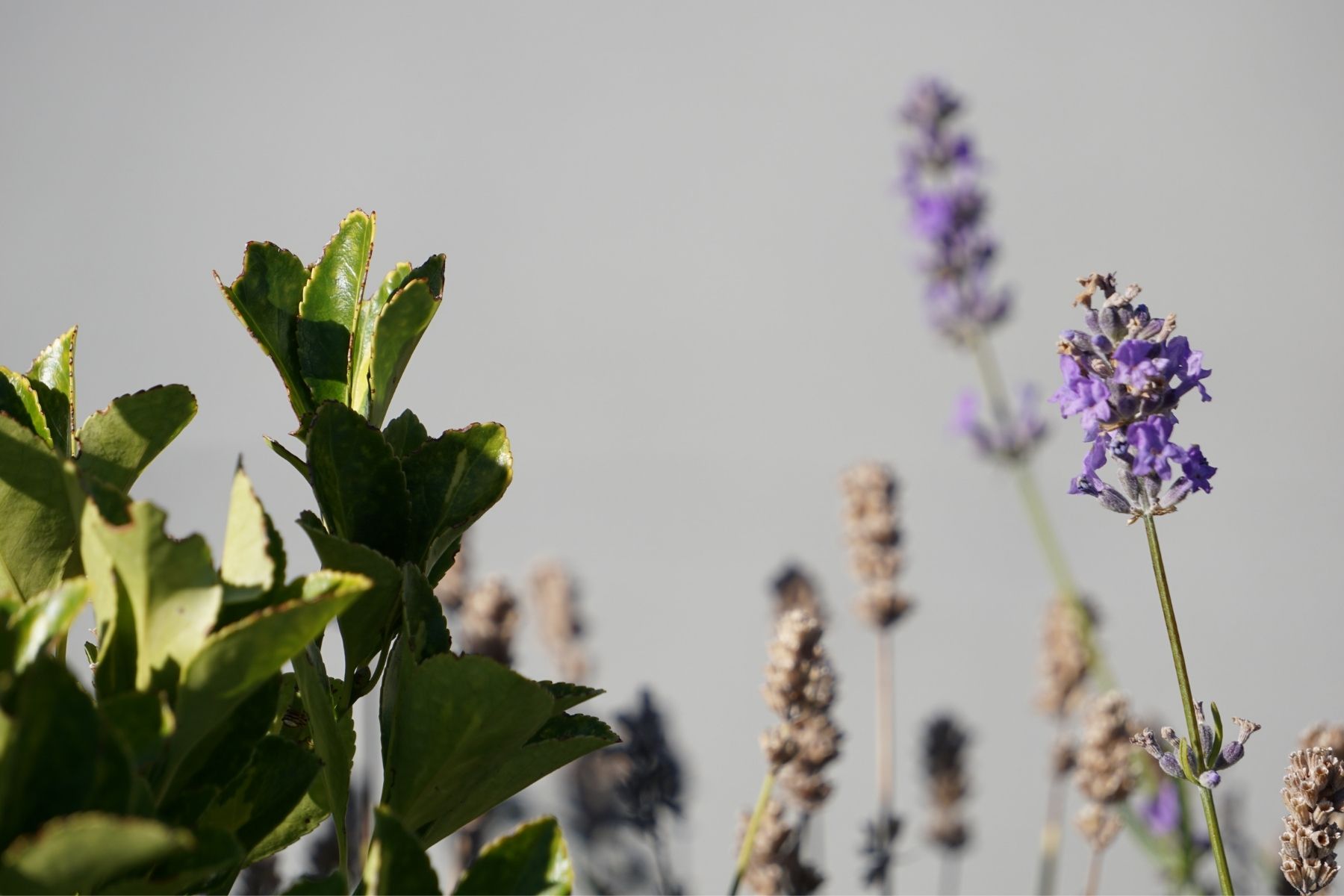 plants to grow with grey flowers