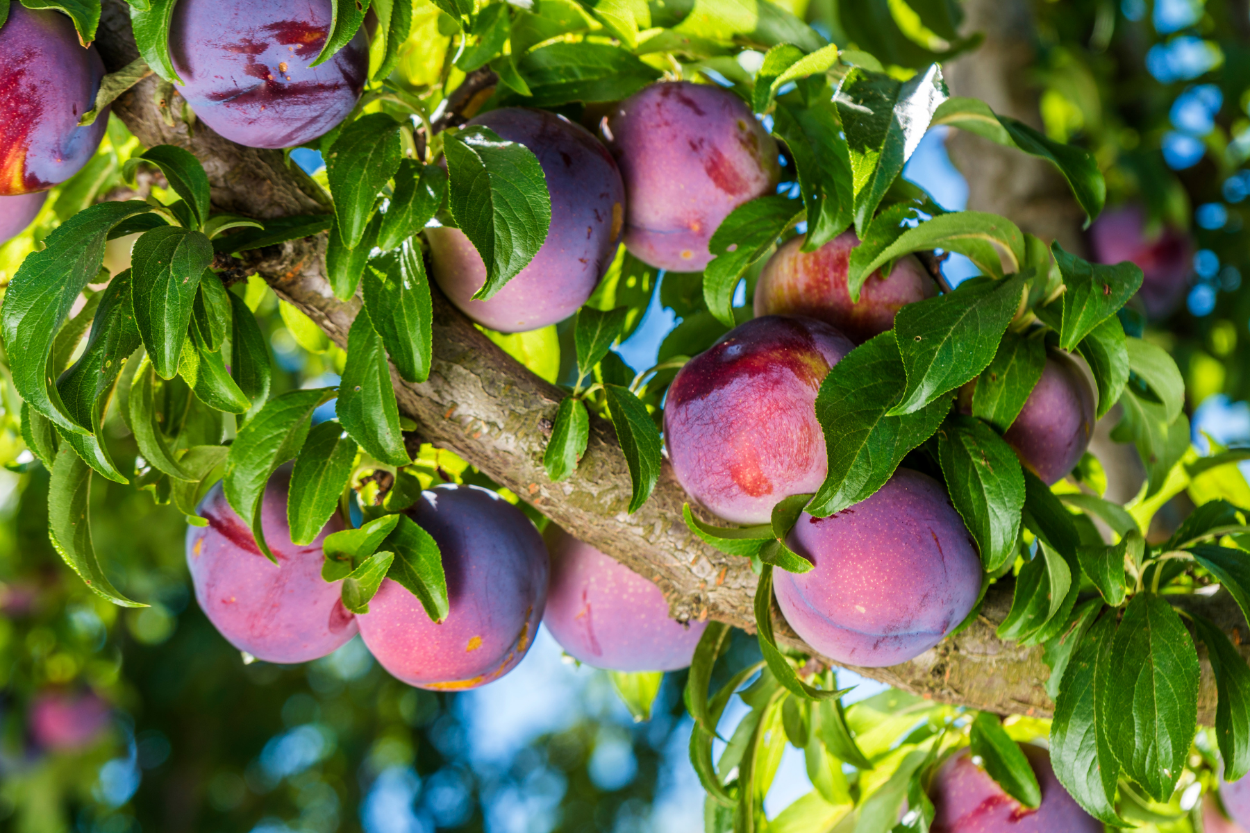 plum tree