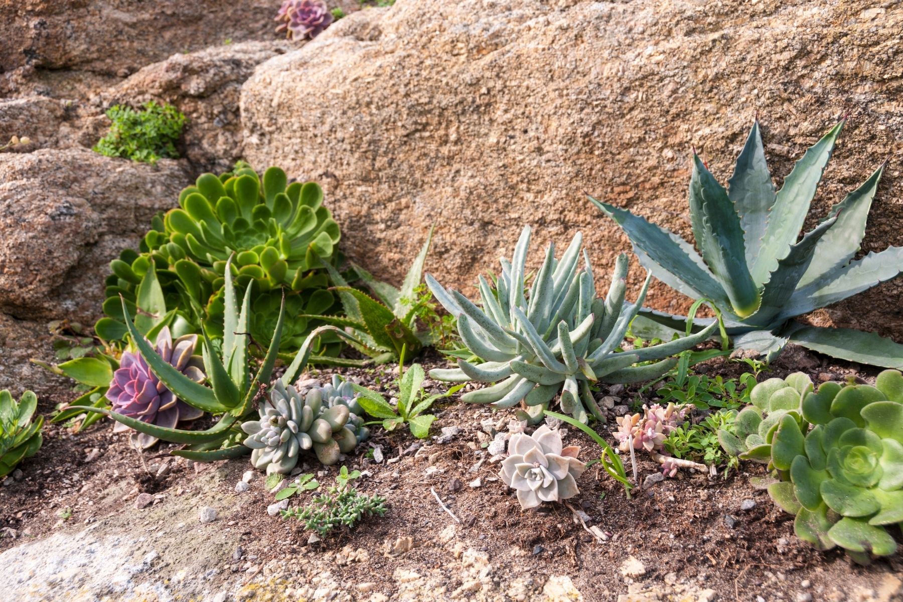 rockery plants in rock garden