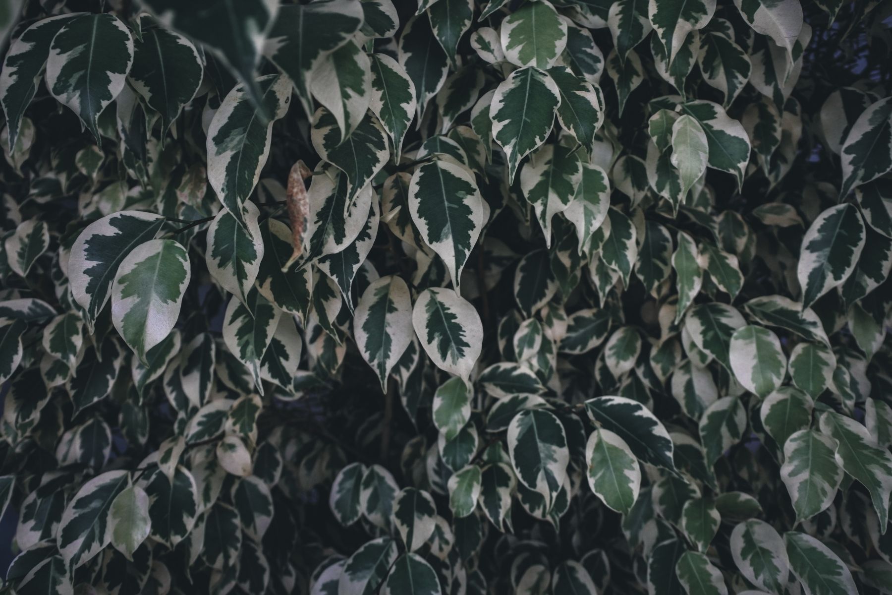 weeping fig plant