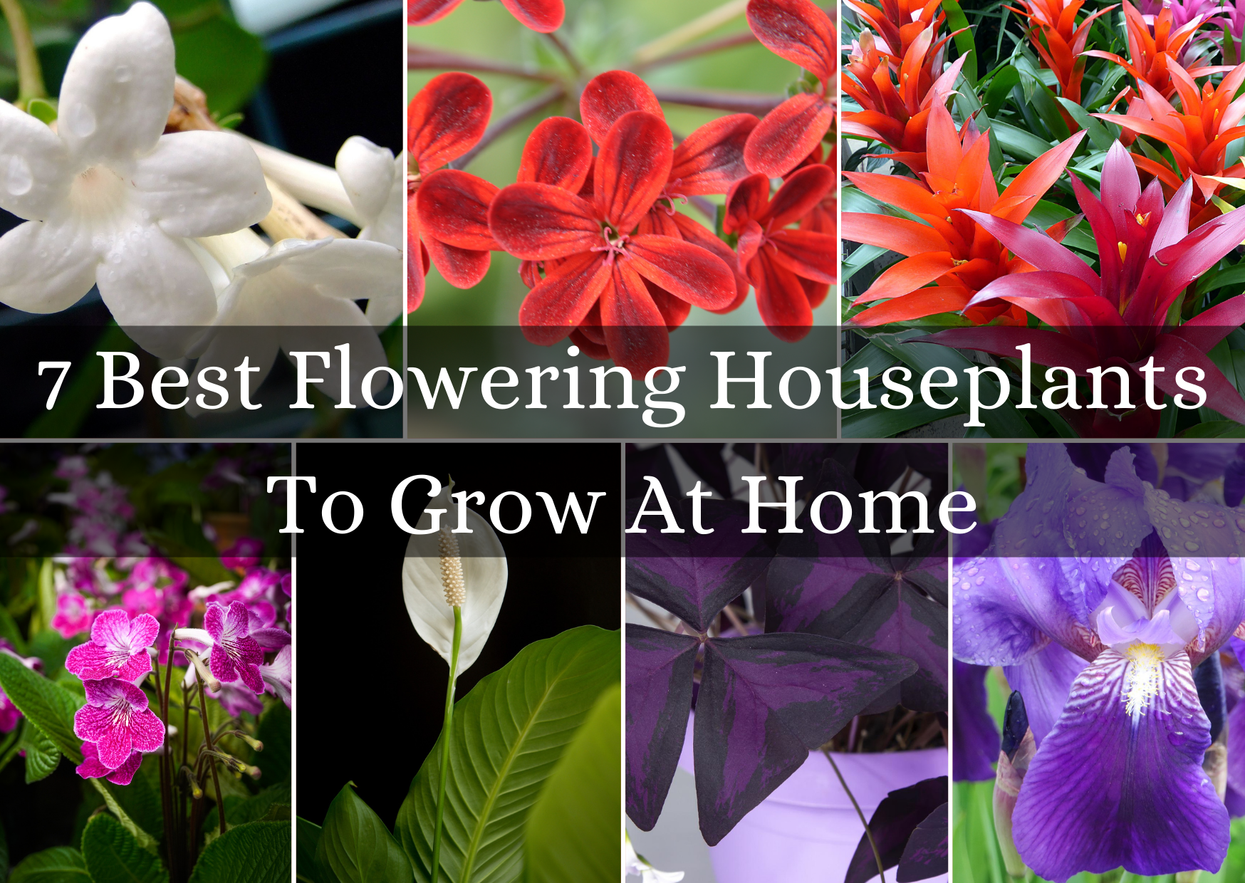 Best Flowering Houseplants