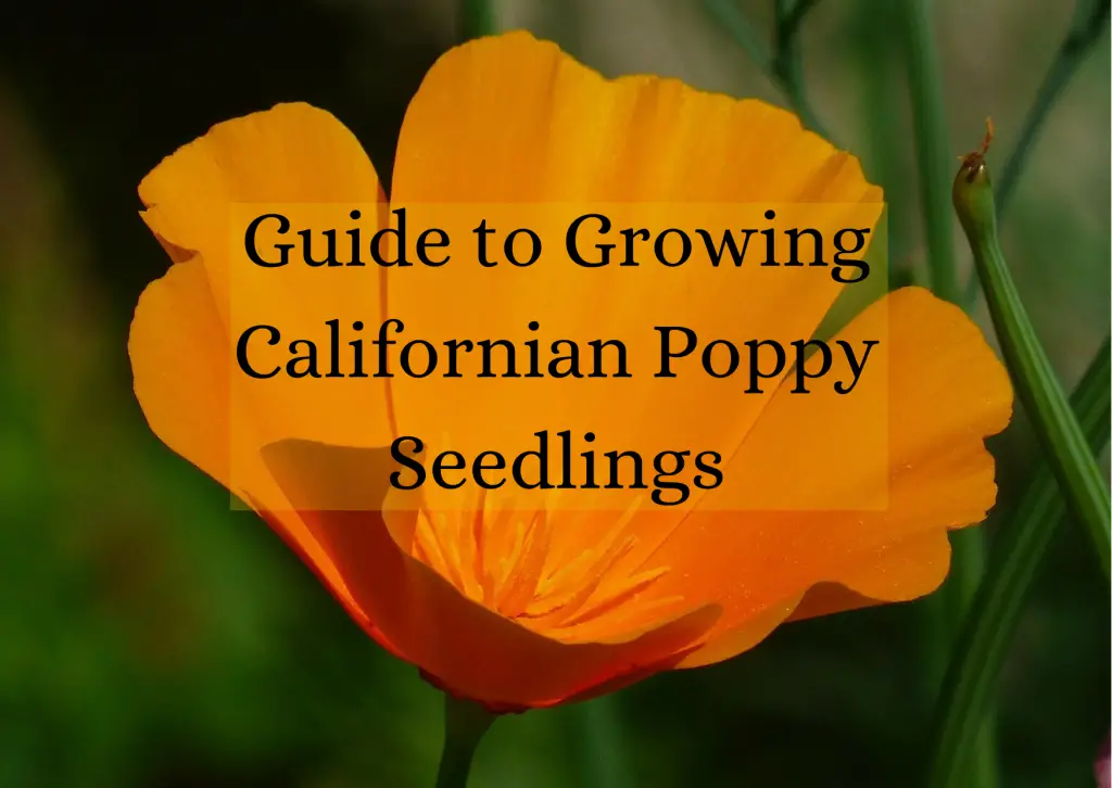 Californian Poppy Seedlings