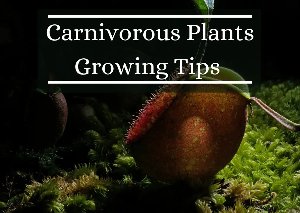 Carnivorous Plants Growing Tips