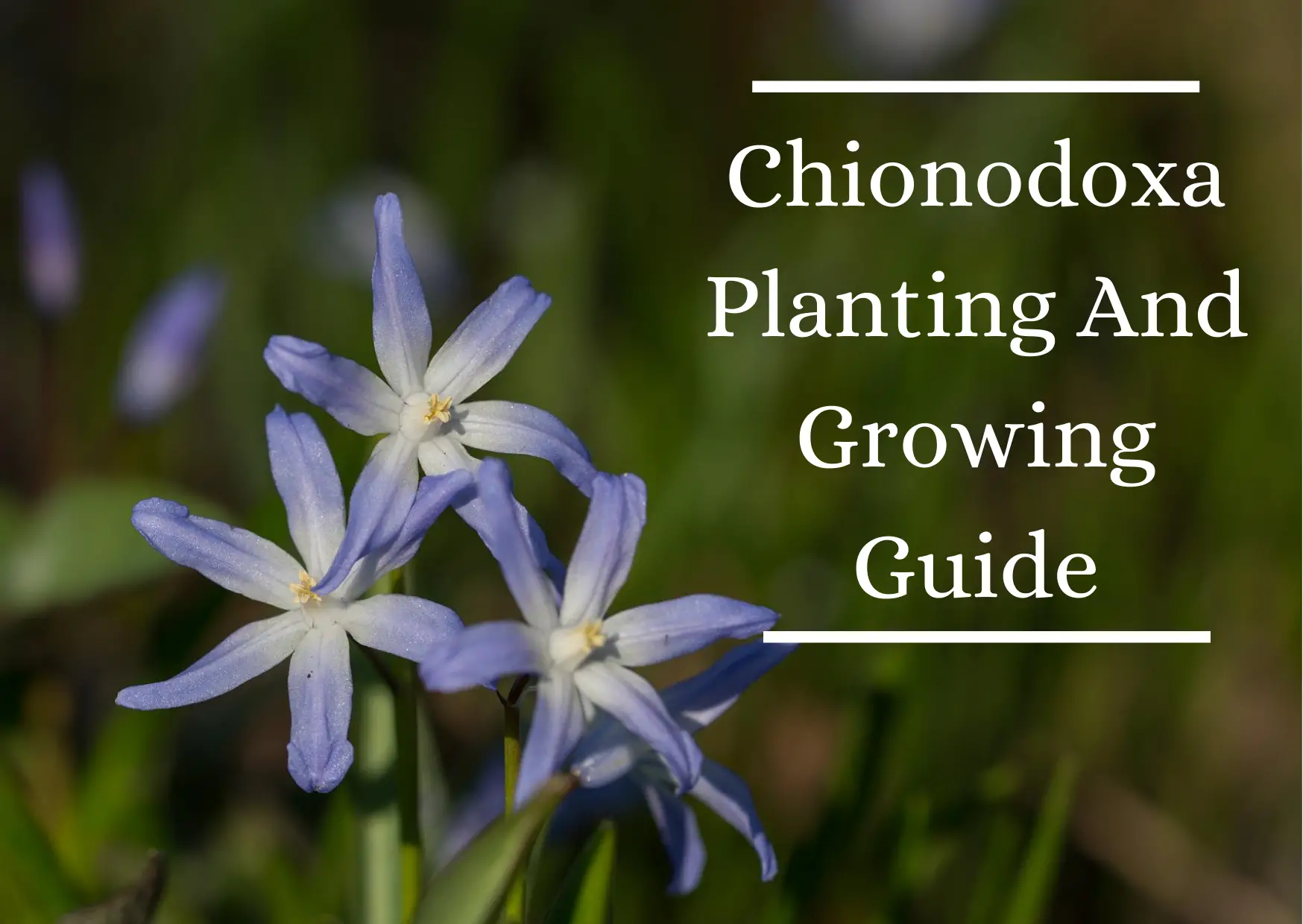 Chionodoxa Planting And Growing Guide