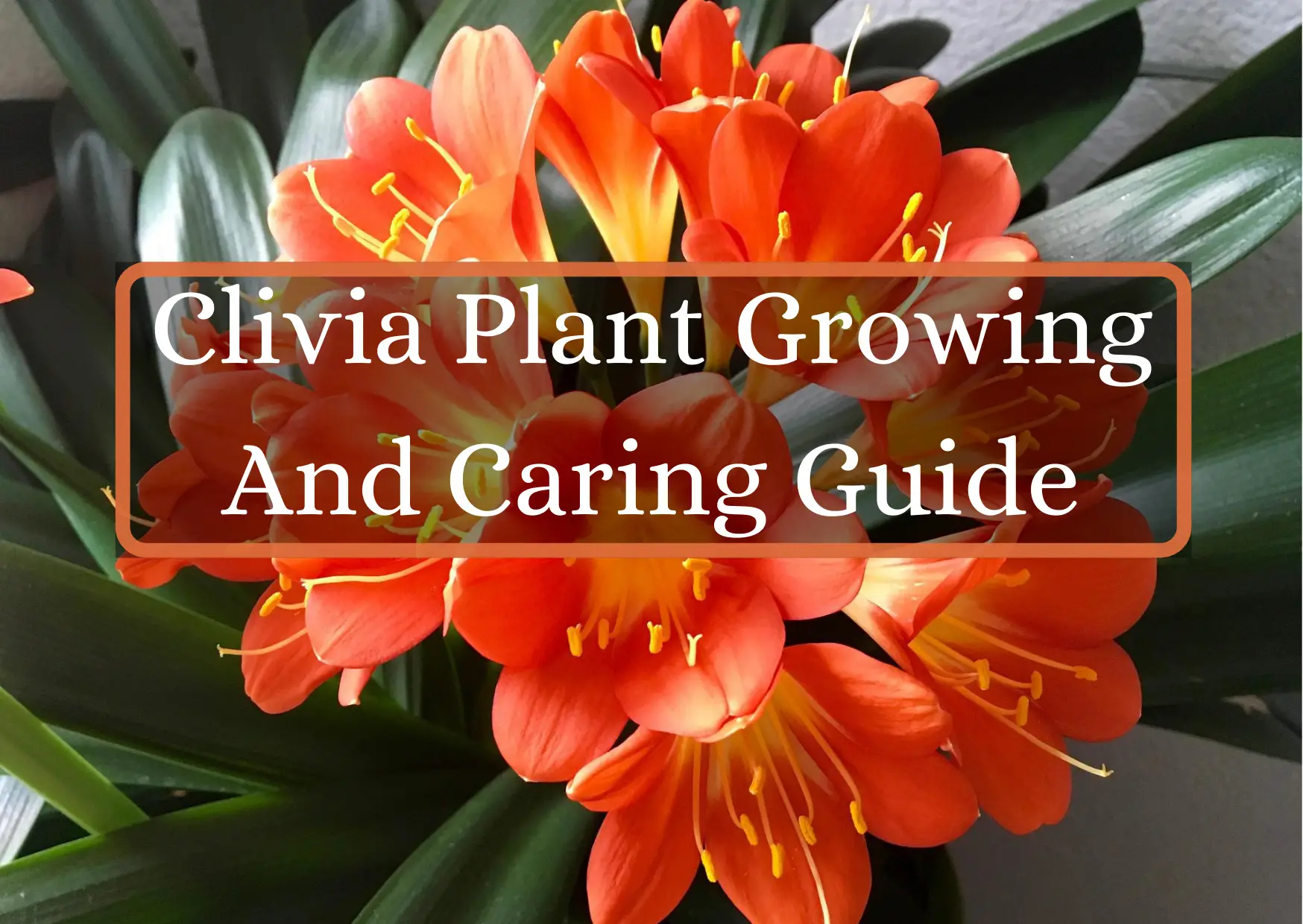Clivia Plant Growing And Caring Guide
