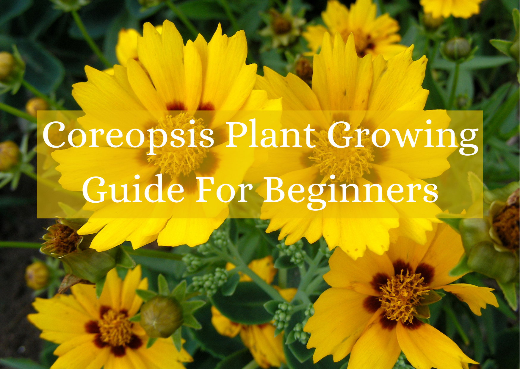 Coreopsis Plant Growing