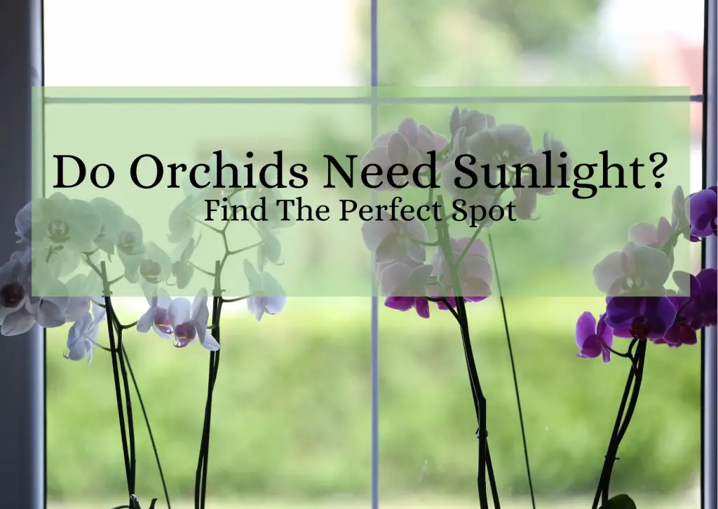 Do Orchids Need Sunlight