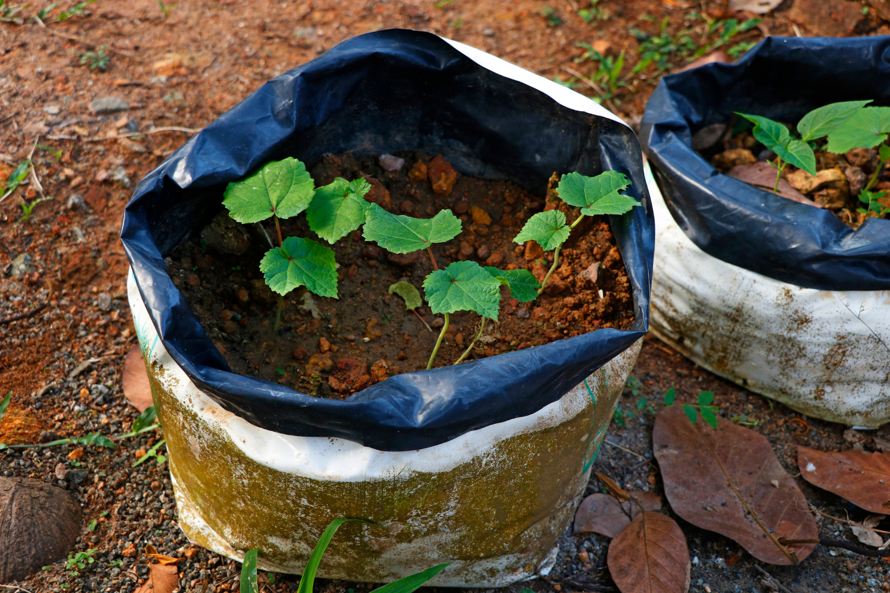 TOMATOES IN GROWING BAG