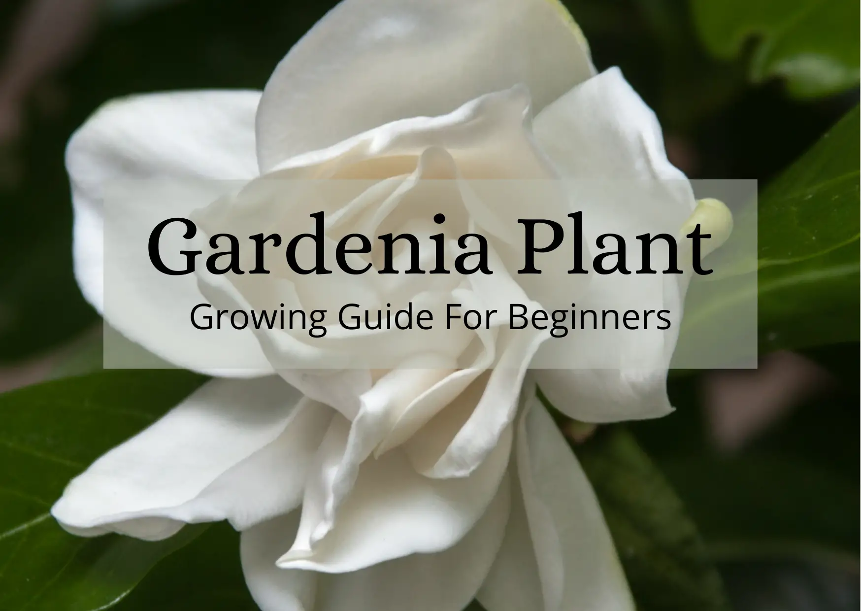 Gardenia Plant Growing Guide