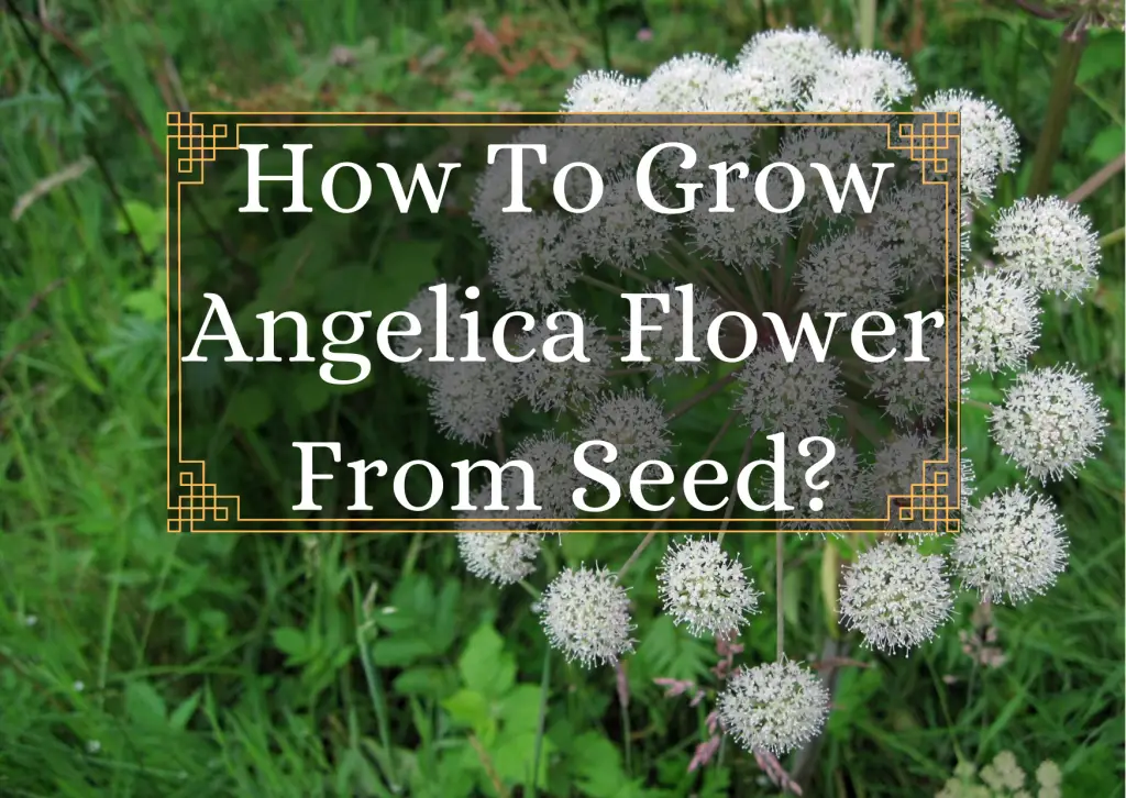 Grow Angelica Flower