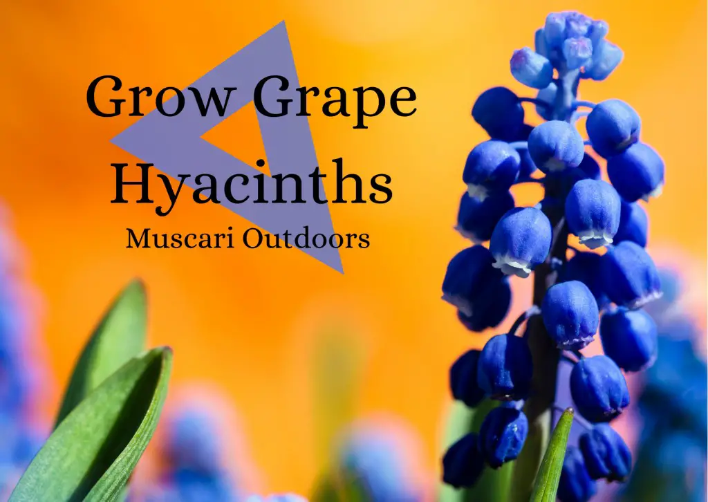 Grow Grape Hyacinths