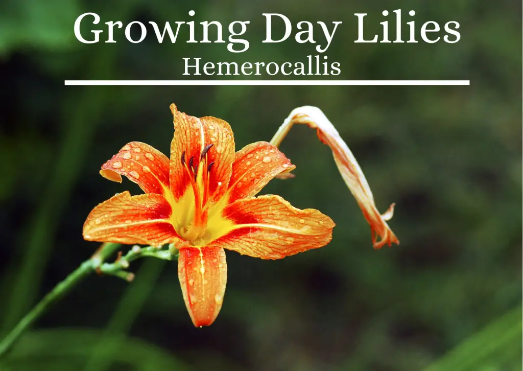 Growing Day Lilies