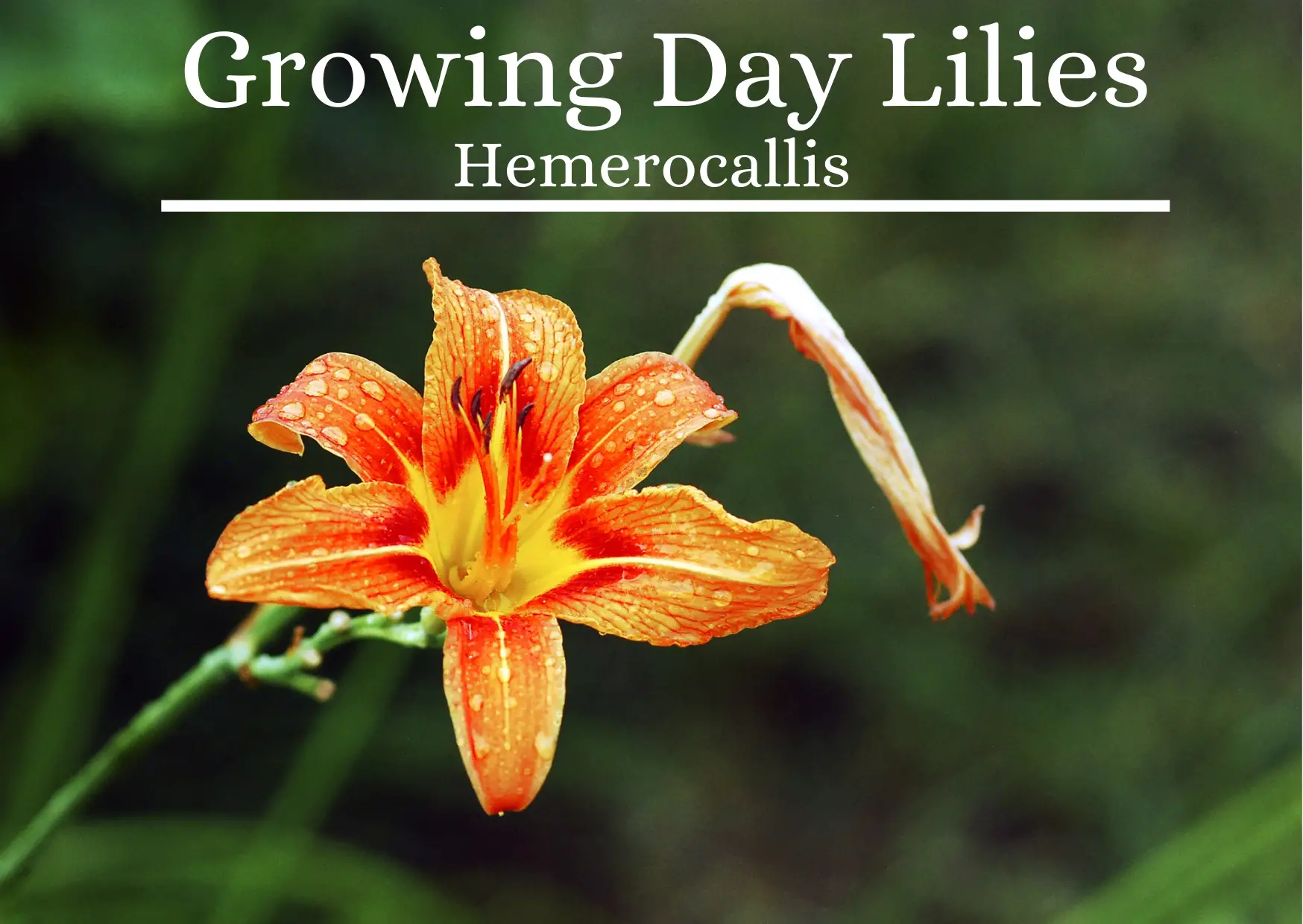Growing Day Lilies
