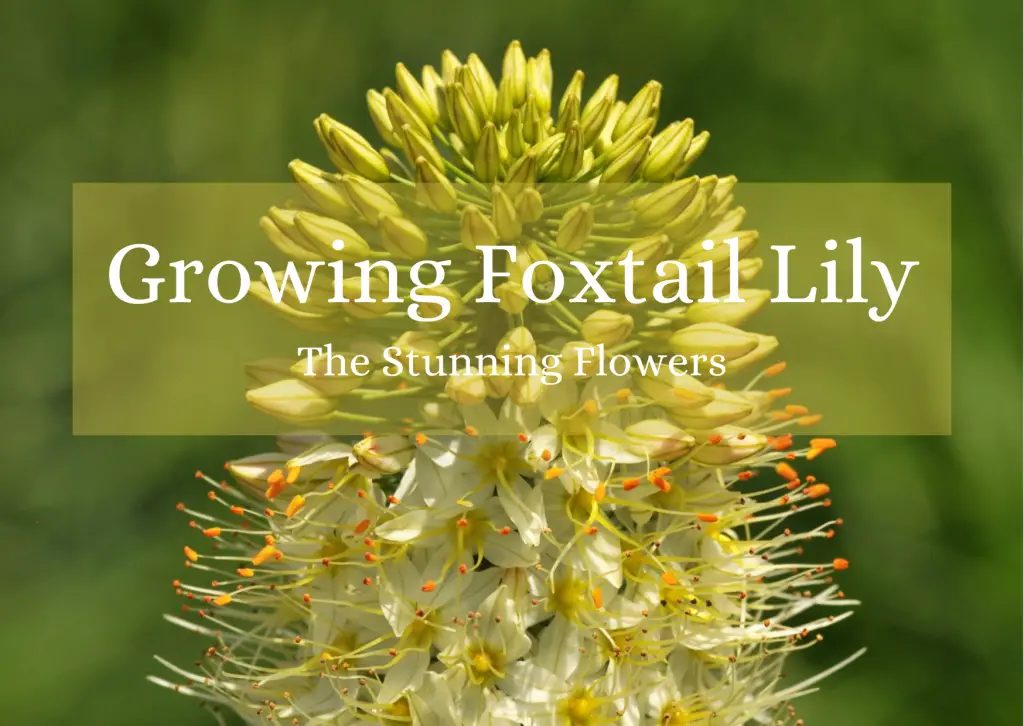 Growing Foxtail Lily