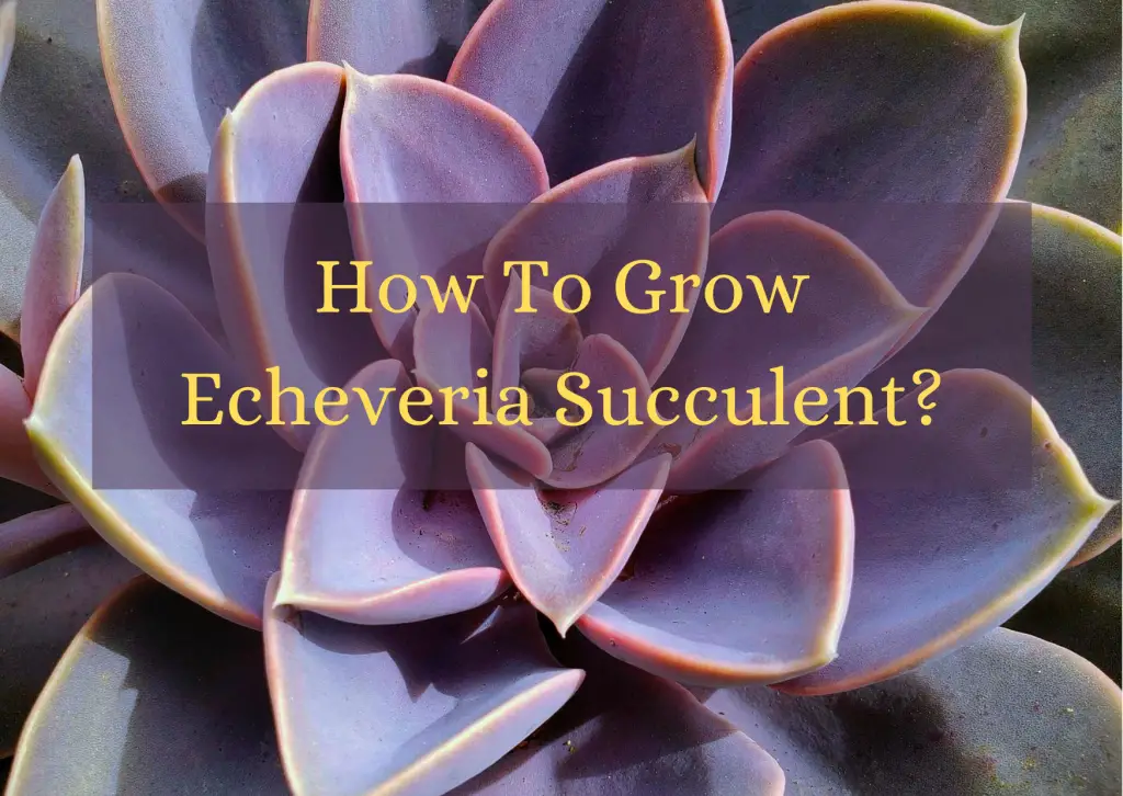 How To Grow Echeveria Succulent