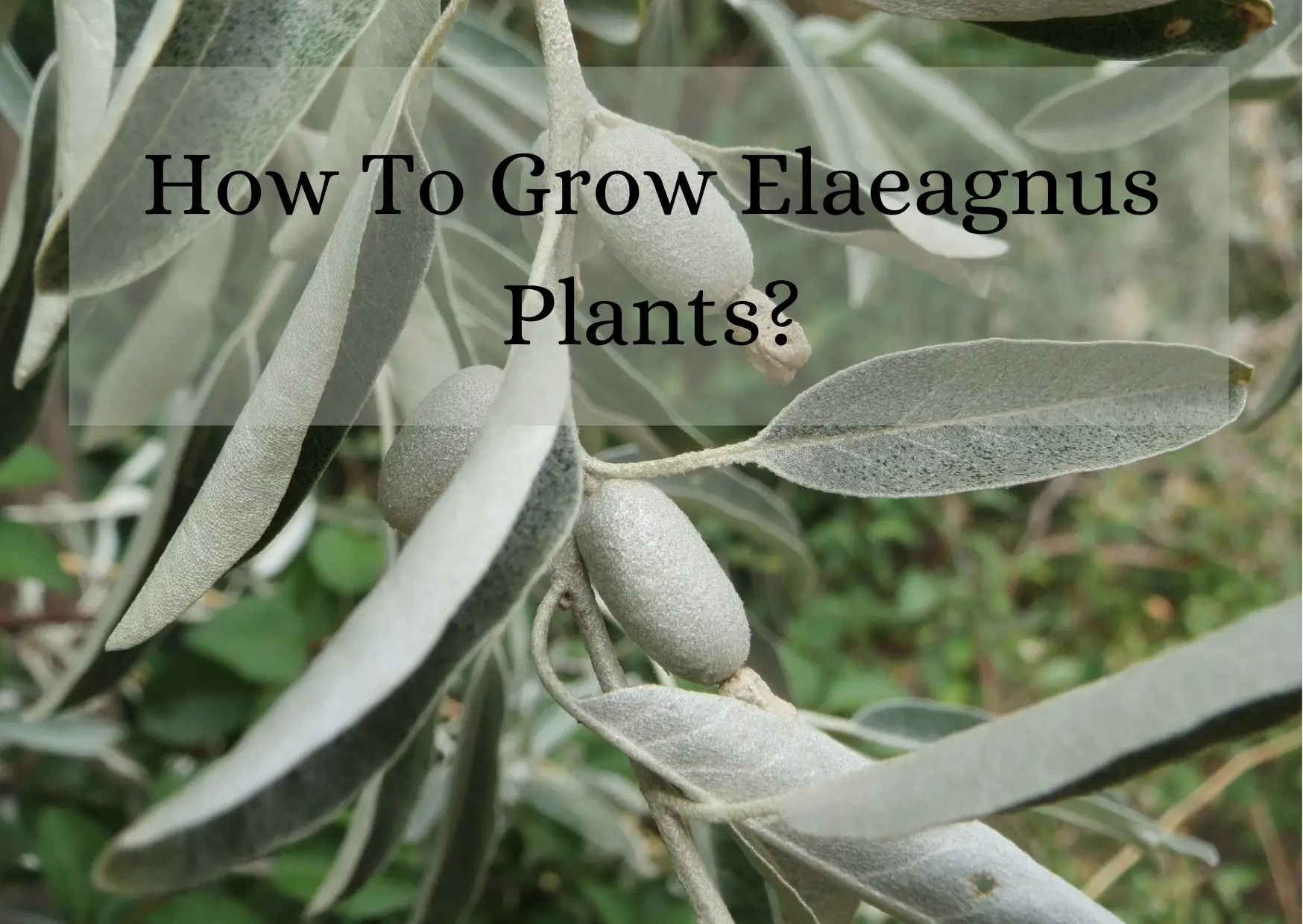 How To Grow Elaeagnus Plants