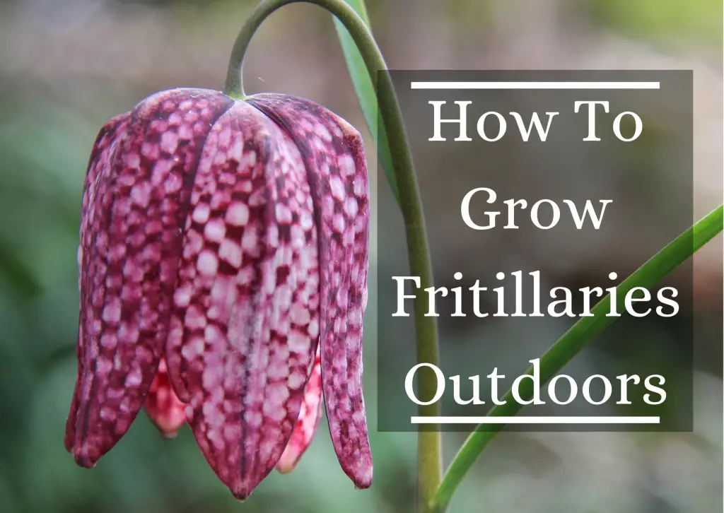 How To Grow Fritillaries Outdoors