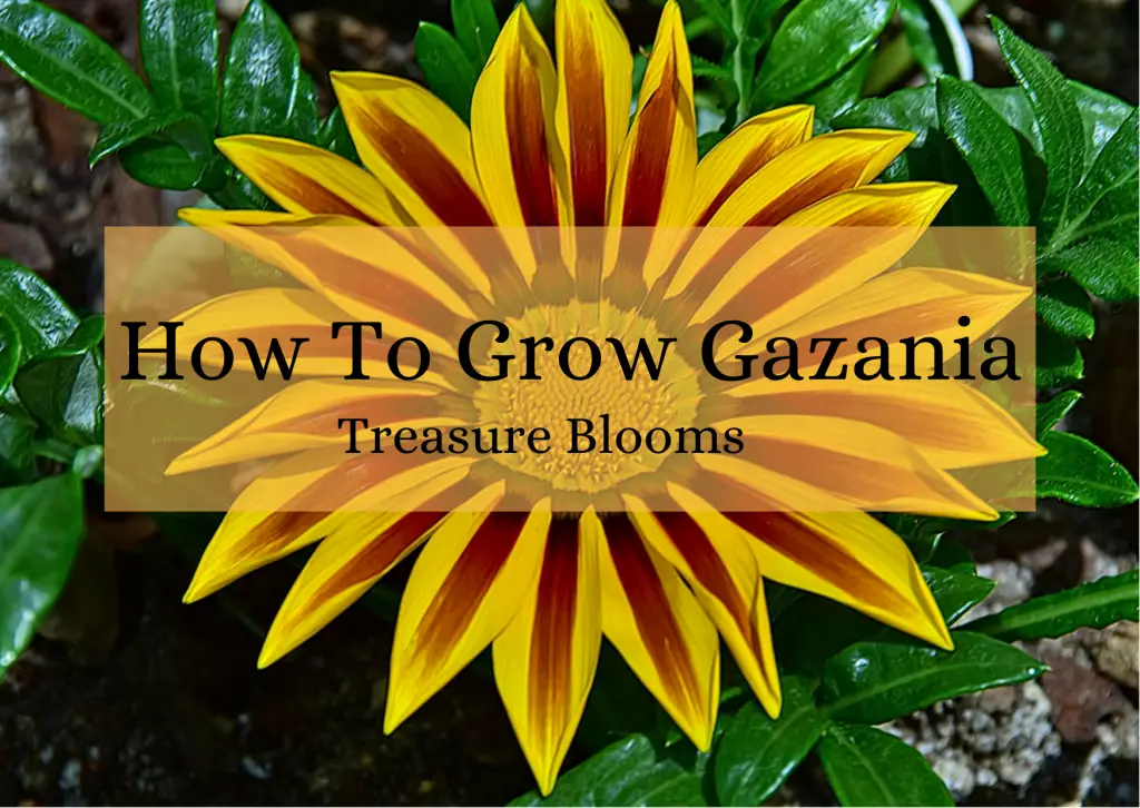 How To Grow Gazania
