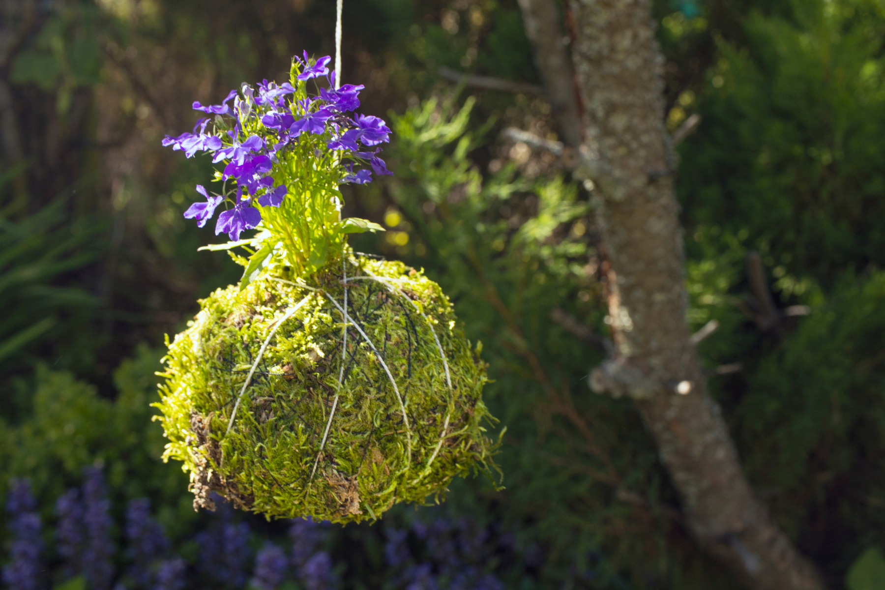 Hanging Kokedama Plant