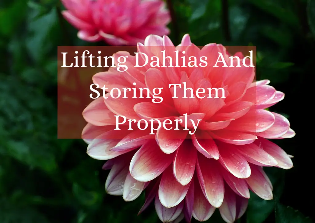 Lifting Dahlias And Storing Them Properly