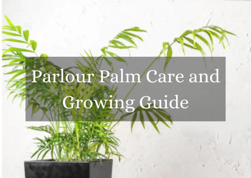 Parlour Palm Care and Growing Guide