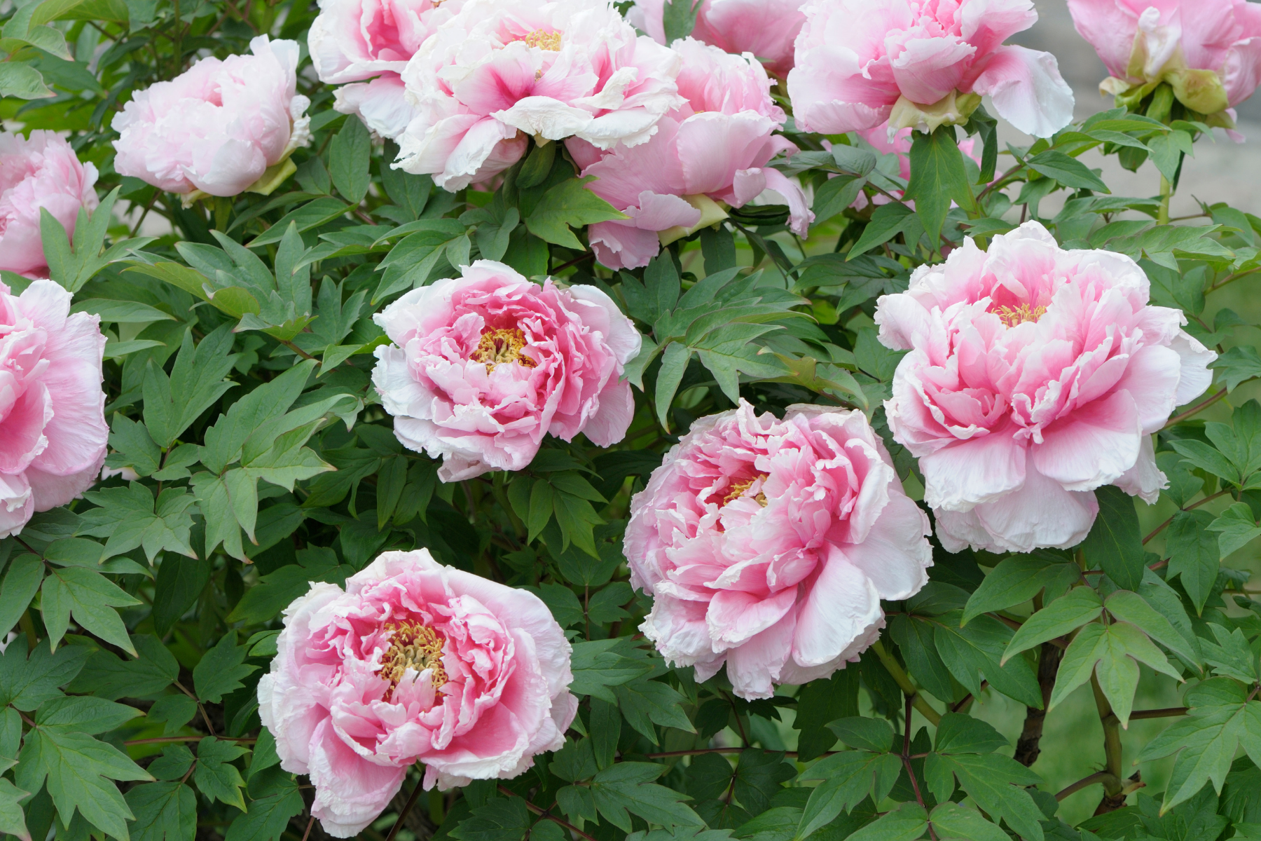 Peony Tree shrub with pink flowers