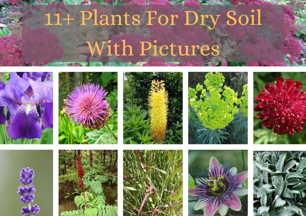Plants For Dry Soil