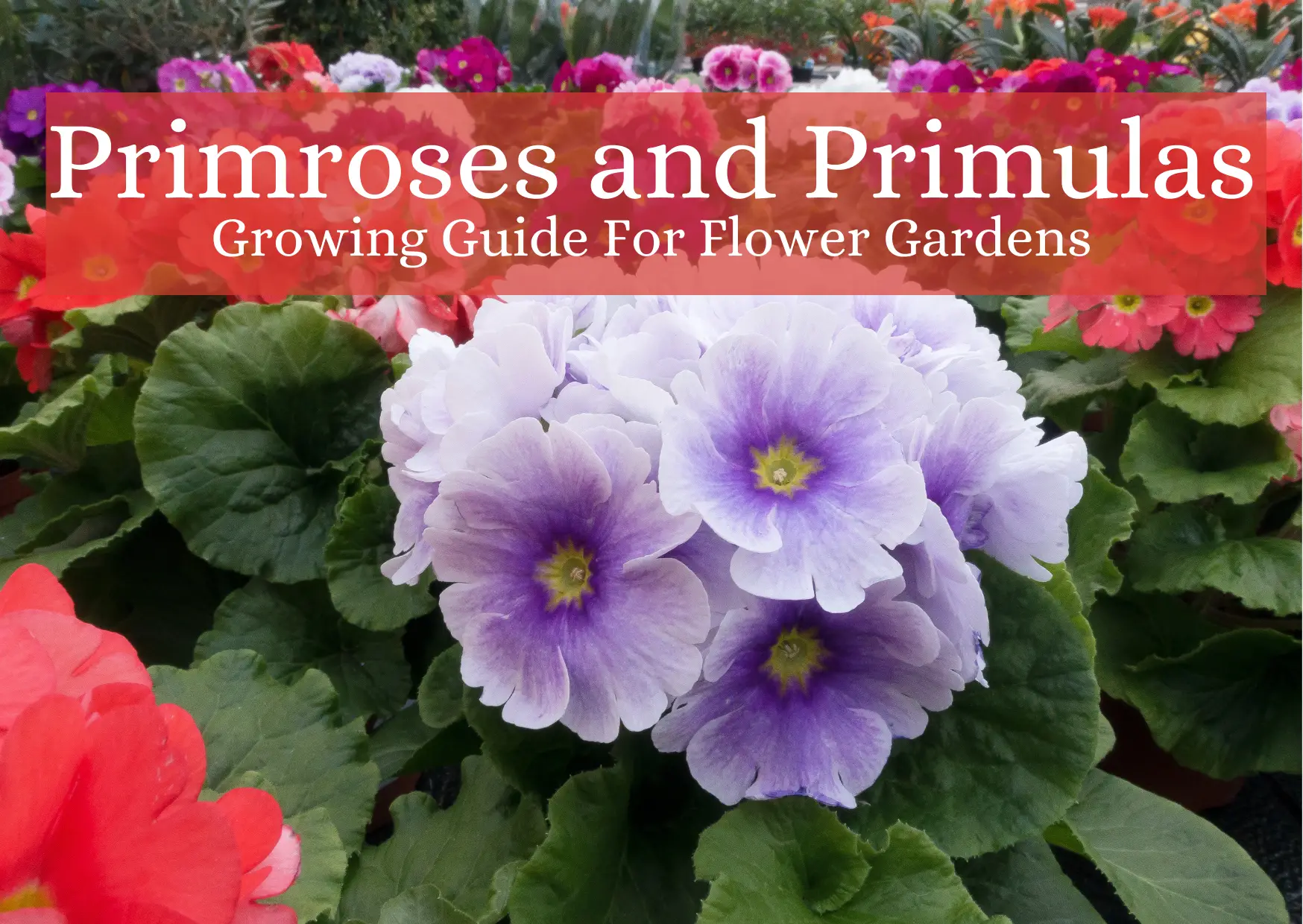 Primroses and Primulas Growing Guide