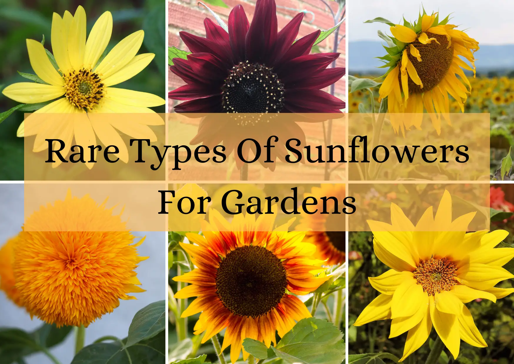 Rare Types Of Sunflowers