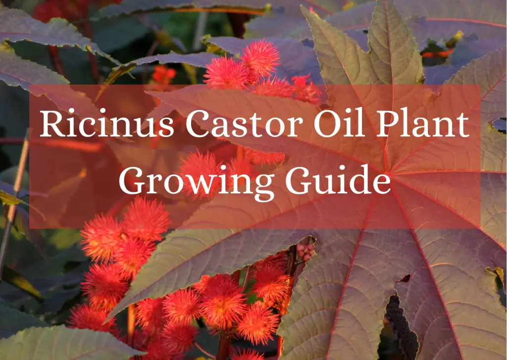 Ricinus Castor Oil Plant Growing Guide