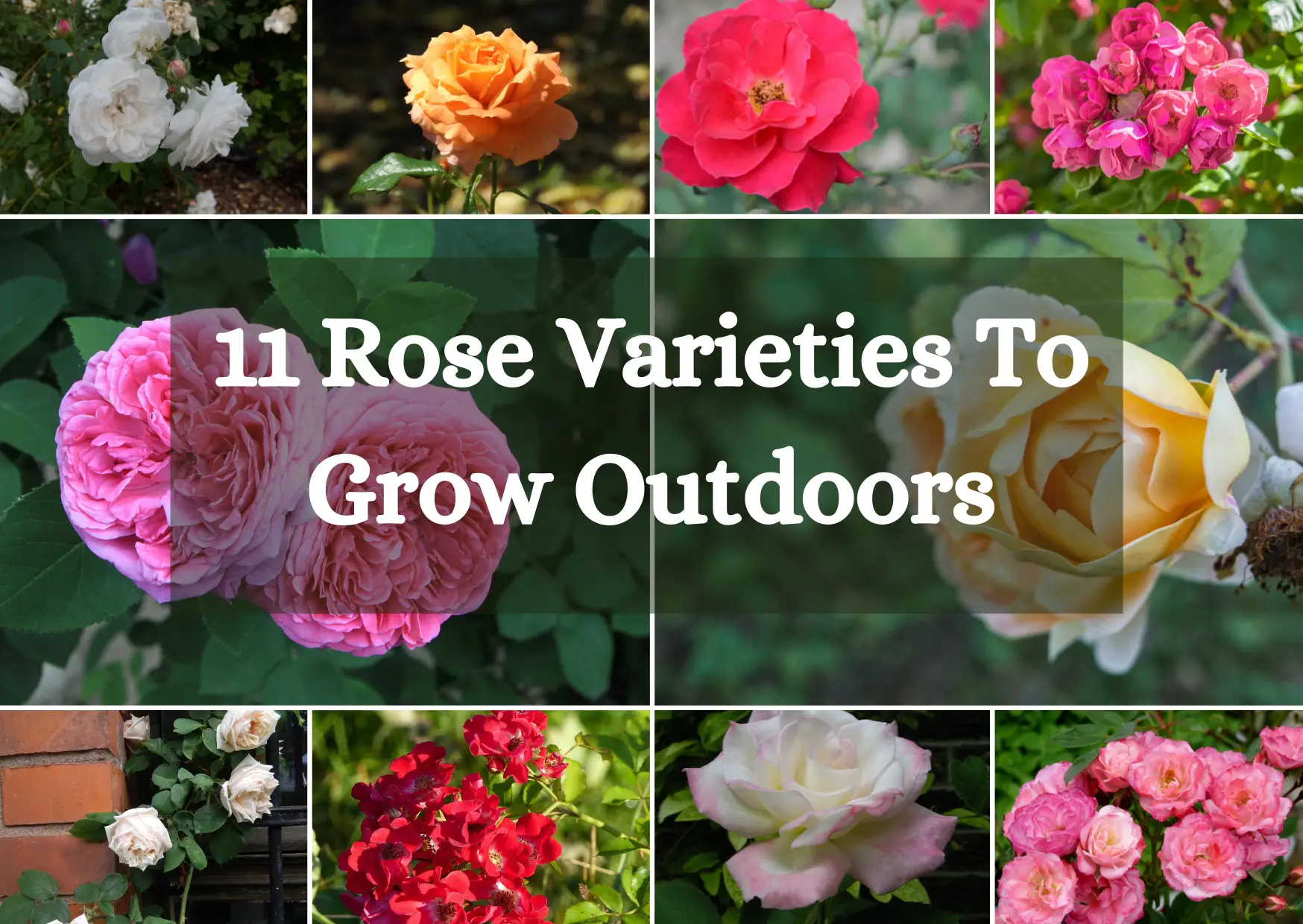 Rose Varieties To Grow Outdoors