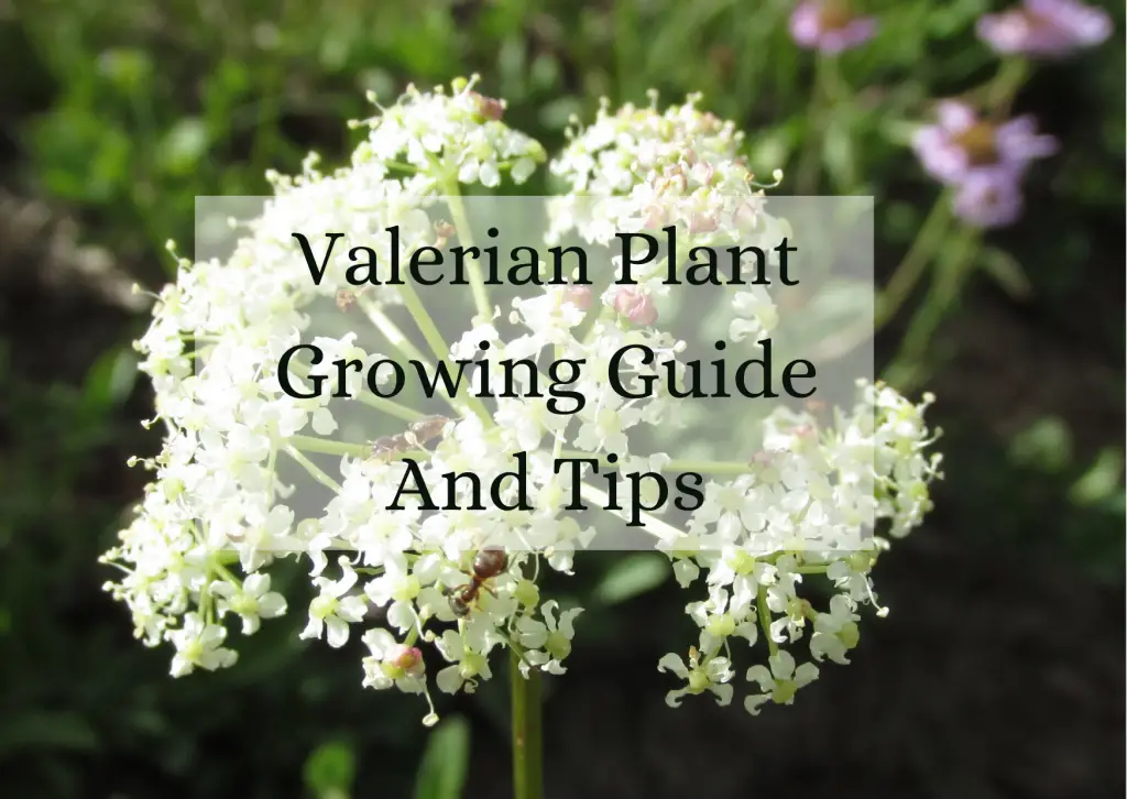 Valerian Plant Growing Guide And Tips