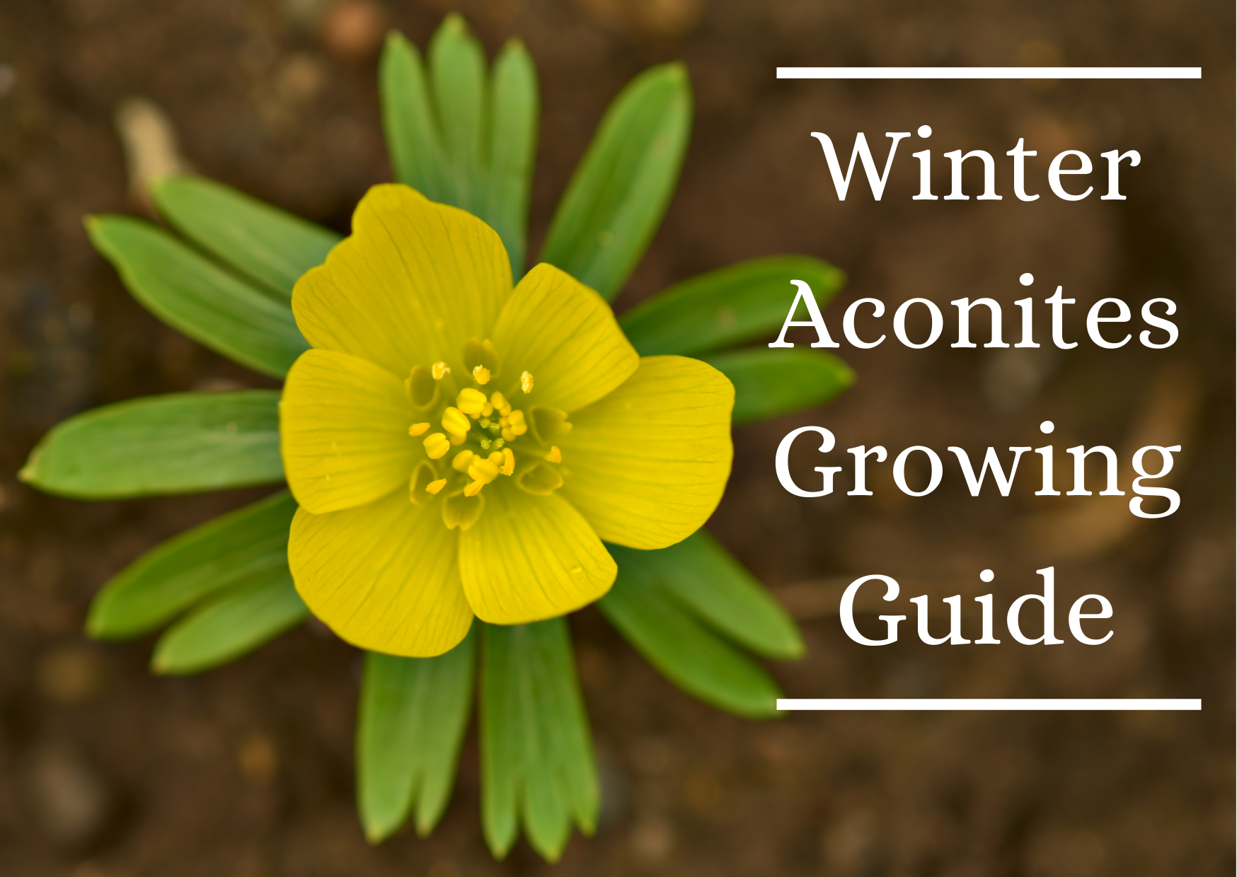 Winter Aconites Growing Guide