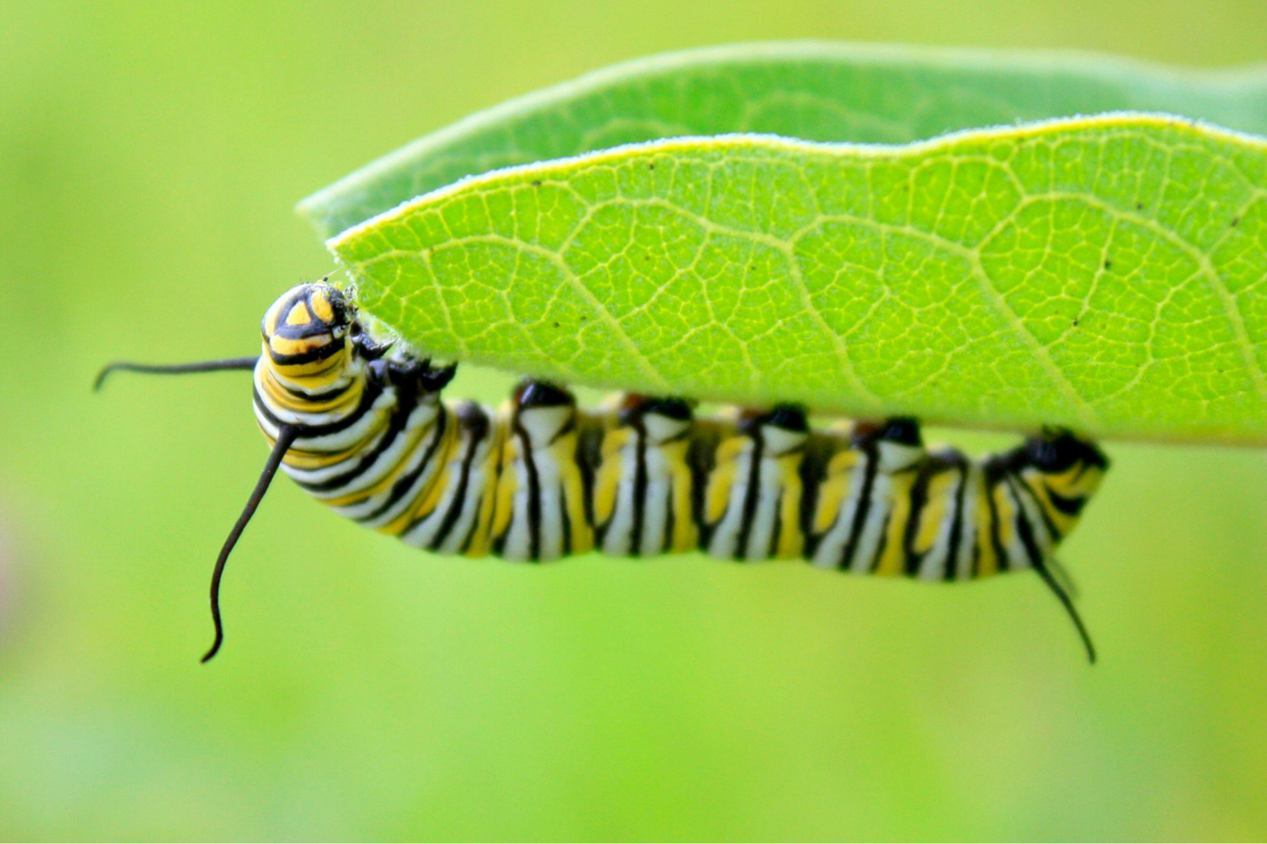 box caterpillar