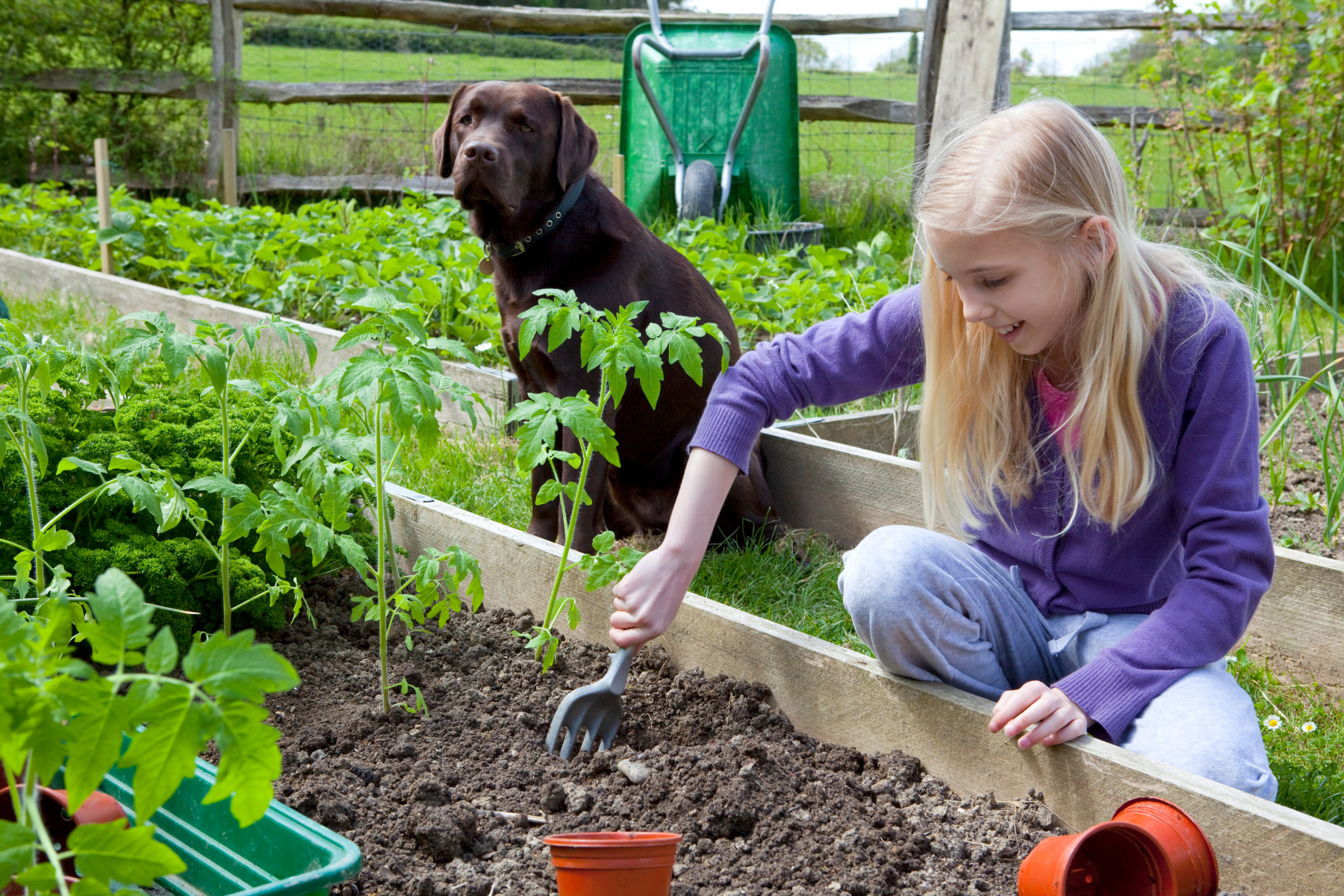 dog in garden