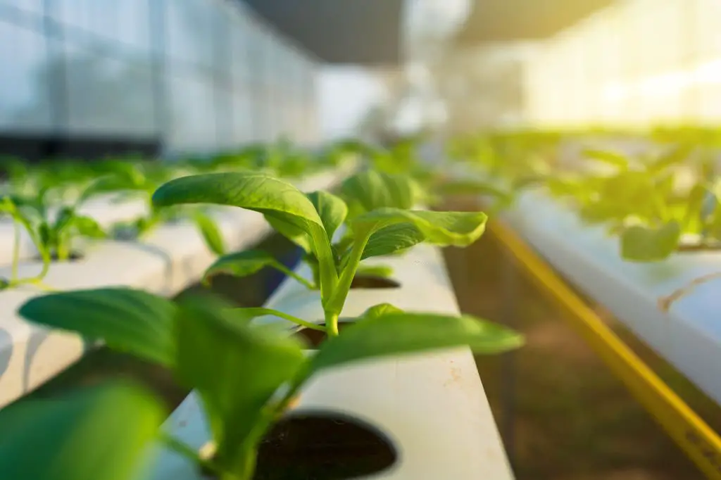 hydroponic system