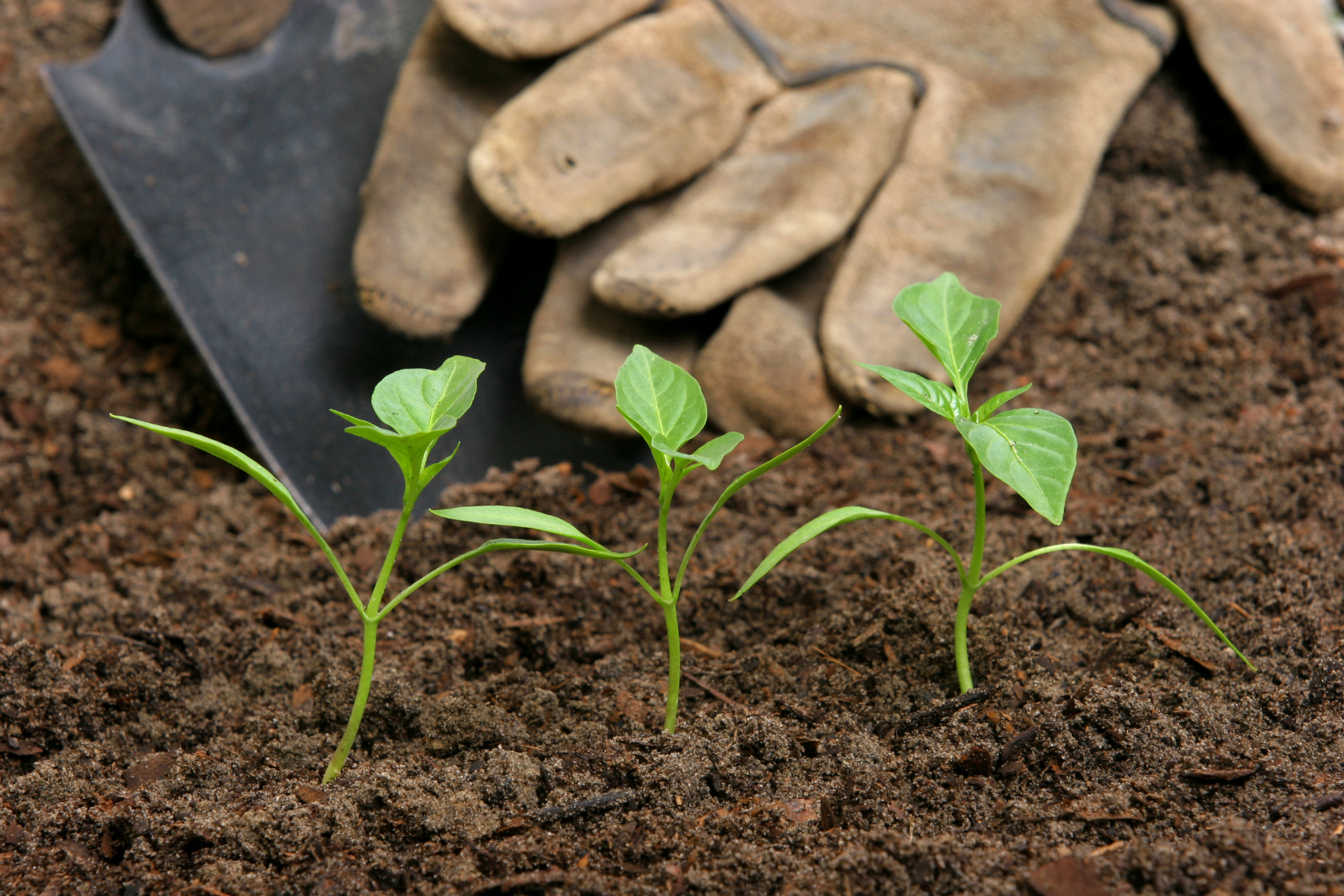 plant spacing