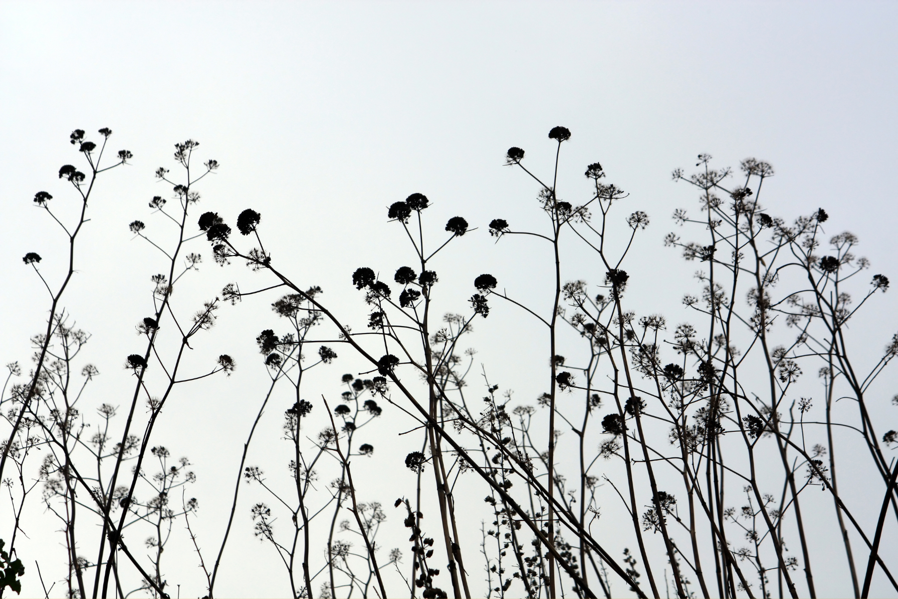 tall thin plants