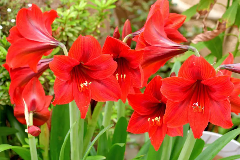 Amaryllis Belladonna