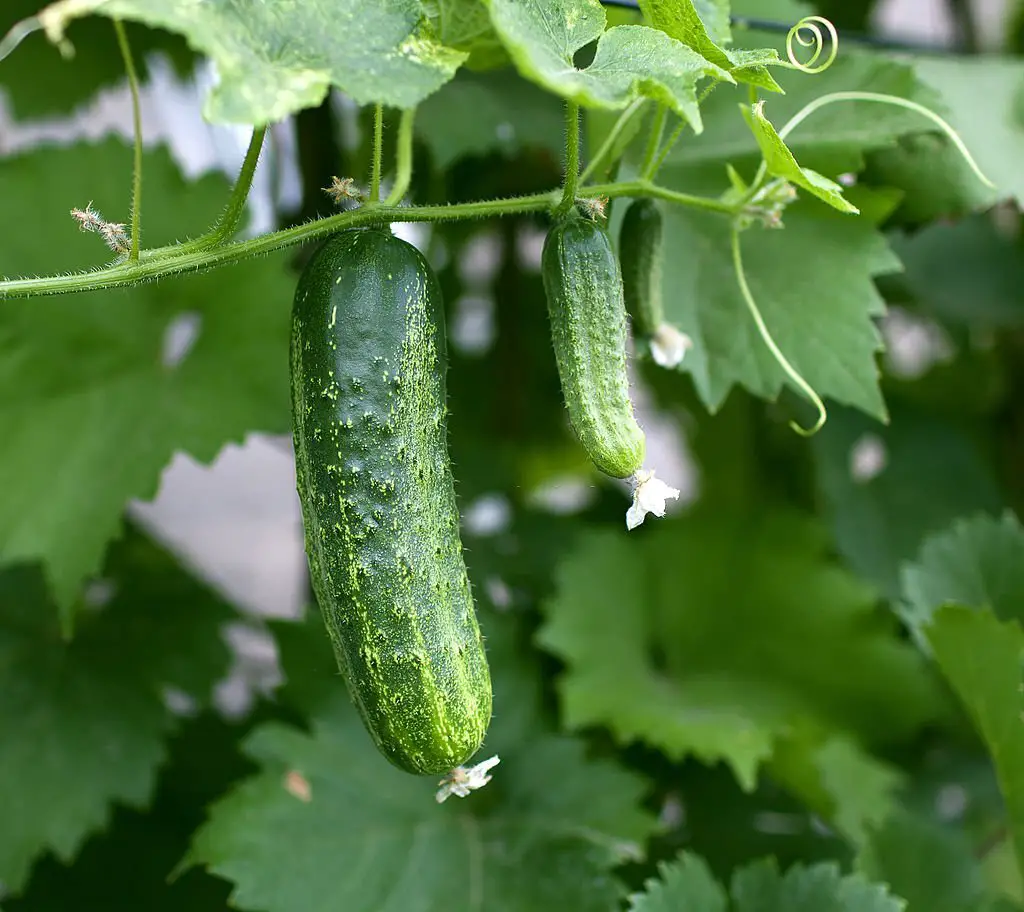 bad cucumbers