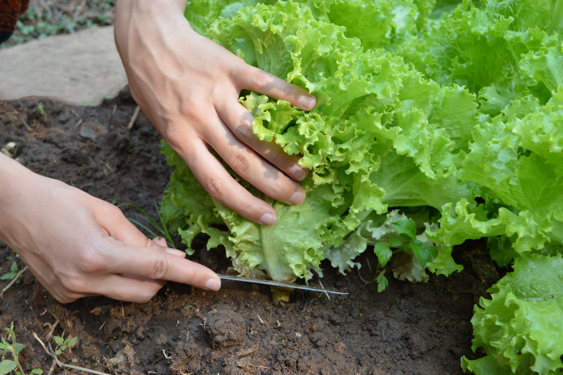 Cut Lettuce in garden