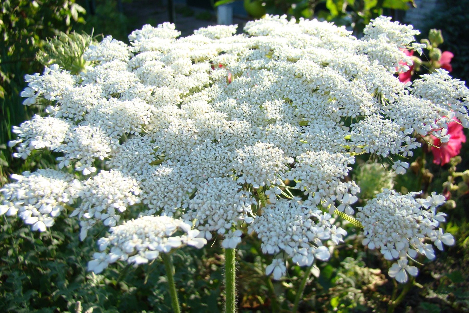 Flowering Carrots