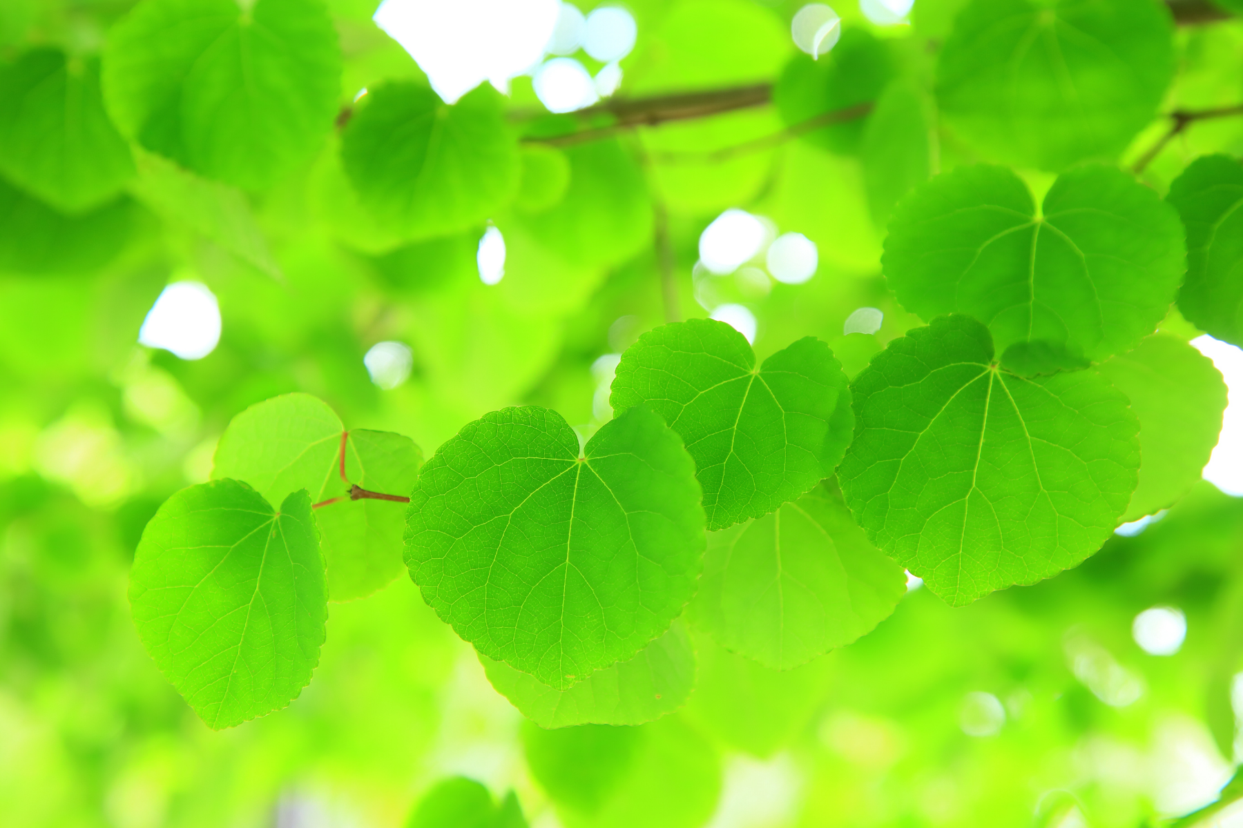 Heart-Shaped Leaves