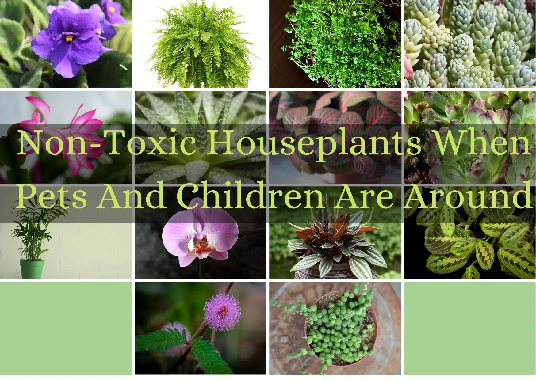 Non-Toxic Houseplants