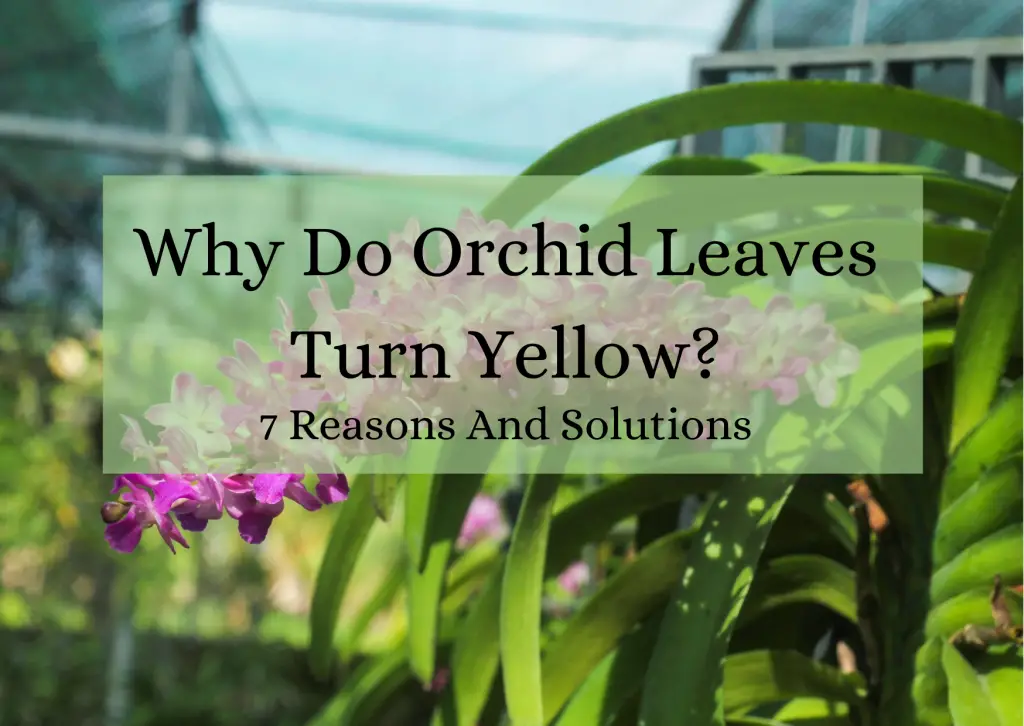 Orchid Leaves Turn Yellow