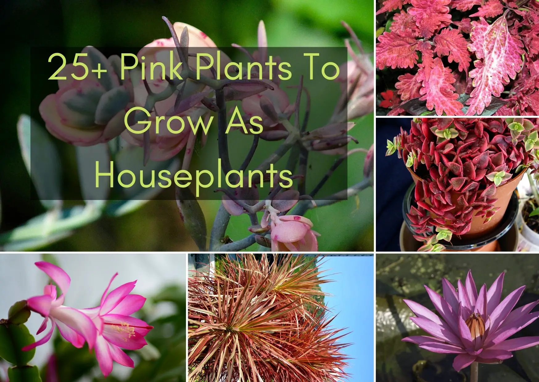 Pink Plants To Grow As Houseplants
